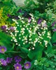 Maiglöckchen, im Topf - Convallaria majalis, weiß Produktbild-Vorschau 10