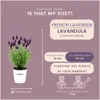 Plants by Frank | 3 Französische Lavendel Pflanzen im Produktbild-Vorschau 4