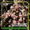 Lupine Gründünger 2 kg Produktbild-Vorschau 6