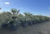 Sunny Tree - Palme- Chamaerops Humilis Cerifera - Produktbild-Vorschau 4