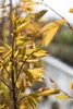Amelanchier arborea 'Robin Hill', Felsenbirne, rosa Blüten, Produktbild-Vorschau 2