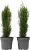 Cyprès de Provence - Set de 2 - Cupressus 'Totem' - Voir les images du produit 1