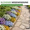 Steingarten-Stauden Winterharte Mischung Samen - Produktbild-Vorschau 6