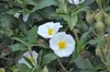 Cistus laurifolius, Zistrose, immergrün, ca. 11x11 cm Topf Produktbild-Vorschau 2