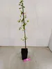 Set di 2 prugnole (Prunus spinosa) - altezza 60 cm - Anteprima dell’immagine prodotto 4