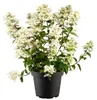 Rispenhortensie Wim's Red 40-60 cm, im Topf - Hydrangea Produktbild-Vorschau 1