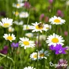 Wildblumenmischung Biodiversität 2 kg = 1000 m² – 62 Arten Produktbild-Vorschau 10