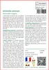 SAFLAX  - Alchémille commune - 100 graines - Alchemilla Voir les images du produit 3
