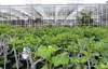 Feigenbaum 180 cm Stammumfang 14 - 20 cm, winterhart, Produktbild-Vorschau 4