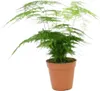 Gardners Asparagus plumosus, priemer 12 cm Náhľad obrázku produktu 3