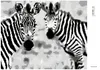 Diamondi - Diamond painting - REGENBOGEN-ZEBRAS, 40X50 cm, Produktbild-Vorschau 3