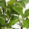 A close-up view of green leaves and brown branches of a plant. Produktbild-Vorschau