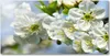 Tulup Glas-Bild -140x70- Wandkunst Dekorative Wand für Produktbild-Vorschau 1
