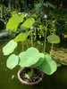 Lotus indien (Nelumbo nucifera)  - 5 graines Voir les images du produit 3