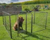 Welpenfreigehege YOUNG DOGS Größe XL Welpenauslauf Produktbild-Vorschau 6
