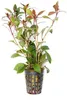 Ludwigia repens Rubin  Ludwigie Rubin Aquariumpflanzen Produktbild-Vorschau 1