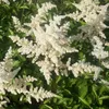 6 x Prachtspiere  - Astilbe arendsii 'Brautschleier'  | Produktbild-Vorschau 1