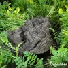 Zmes krycích plodín – 10 odrôd (5 kg na 800 m2) Náhľad obrázku produktu 9