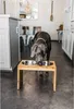 2er Futternapf Set Futternapf Hundenapf Katzennapf Hunde Produktbild-Vorschau 4