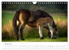 Exmoor Ponnys - Die letzten Ihrer Art (Wandkalender 2027 Produktbild-Vorschau 4
