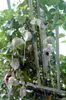 Fleur de pélican (Aristolochia grandiflora)  - 5 graines Voir les images du produit 2