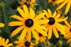 Stauden Gänge 4 x Sommerstauden Kollektion - Echinacea & Produktbild-Vorschau 5