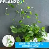 PFLANZOX Pflanzenclips Pflanzenklammern Rankhilfe Pflanzen Produktbild-Vorschau 2