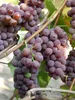 Canadice Weinrebe, kernlose Amateur-Dessertsorte mit Produktbild-Vorschau 4