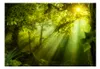 Basera Selbstklebende Fototapete Waldmotiv c-A-0077-a-a, Produktbild-Vorschau 2