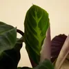 Bloomique - Calathea Warscewiczii - Roślina pawia - Rośliny Podgląd zdjęcia produktu 5