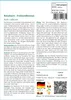 SAFLAX - Bonsai - Rotahorn - 20 Samen - Acer rubrum Produktbild-Vorschau 3