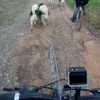 Non-stop dogwear Fahrrad-Führhalter KlickFix Antenna Produktbild-Vorschau 7