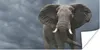 MuchoWow® Poster Laufender Elefant vor einem dunklen Himmel Produktbild-Vorschau 1