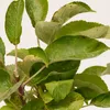 Čerešňa Prunus avium 'Sylvia', 5 l kvetináč Náhľad obrázku produktu 2