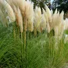 Bloomique - Zestaw 6 sztuk - Cortaderia selloana White Podgląd zdjęcia produktu 1