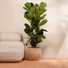 Ficus Lyrata Zimmerpflanze, 155 cm hoch, 30 cm Topf, Produktbild-Vorschau 2