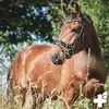 REAVET Hufformel Pferde und Ponys 1 kg - Naturprodukt aus Produktbild-Vorschau 5