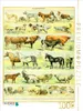 CALVENDO Puzzle Naturtafel mit Haustieren | 1000 Teile Produktbild-Vorschau 1