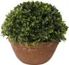 Sztuczna Roślina Bukszpan w Ceramicznej Doniczce 20 cm Podgląd zdjęcia produktu 1