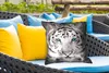 MuchoWow® Outdoor Kissen - Tiere - Tiger - Augen - Blau - Produktbild-Vorschau 4