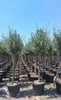 Sunny Tree - Olivo alto 170 centimetri - 15 anni - Olea Anteprima dell’immagine prodotto 1