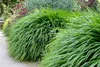 A pathway lined with lush green ornamental grass and some flowering plants. Produktbild-Vorschau