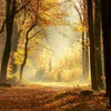 Unser Wald / Forest Nature 2027 Produktbild-Vorschau 5