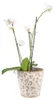 Vaso da fiori Clayre & Eef Ø 17x16 cm Fiori in Anteprima dell’immagine prodotto 2