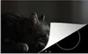 KitchenYeah© Herdabdeckplatte Ein American Shorthair liegt Produktbild-Vorschau 1