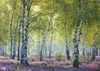 Forêt de bouleaux Voir les images du produit 2