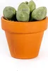Gardners Lithops mix, priemer 6 cm Náhľad obrázku produktu 7