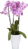 Scheurich Orchid Pot 608, Topfpflanzer, Freistehend, Produktbild-Vorschau 2