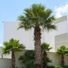 Washingtonia Filibusta - 10 ks semen - Mrazuvzdorná do -10 Náhled obrázku produktu 5
