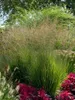 Stauden Gänge 1 x Molinia caerulea 'Heidezwerg' im 1 Liter Produktbild-Vorschau 2
